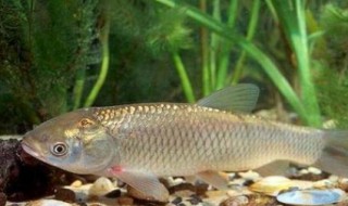 怎样钓到草鱼（怎样钓草鱼?）