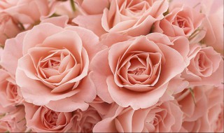 教师节送什么花给老师 教师节送什么花给老师合适