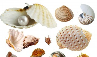 软化贝壳的方法 软化贝壳的方法有哪些