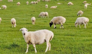 羊乳的保鲜方法 新鲜羊奶保存方法