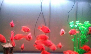 鱼缸水浑浑的怎么解决（鱼缸里水发浑怎么办）