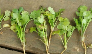 割香菜的最佳方法（香菜可以反复割吗）