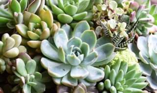 种多肉的方法 种多肉的方法是什么