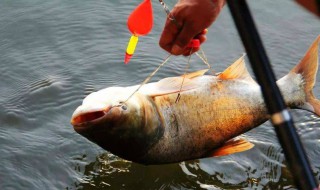 怎样钓鲢鳙 冬天怎样钓鲢鳙