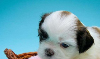 梦见动物是什么意思 梦见动物是什么意思,好不好,代表什么