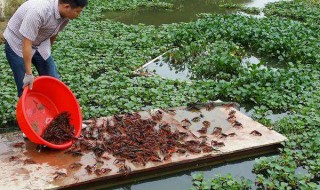 小龙虾养殖方法（淡水小龙虾养殖方法）