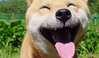 幽默爆笑的段子推荐 好的幽默段子