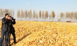 玉米的晾晒方法（玉米如何晾晒）