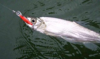 钓海鱼的方法（钓海鱼的方法视频教程）