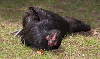 让鸡睡觉的方法 让鸡睡觉的方法图片