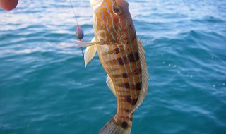 做鱼钓的方法（怎样钓鱼的做法）