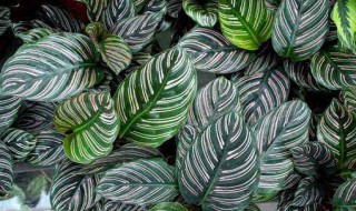 竹芋的修剪方法 竹芋的修剪方法图片