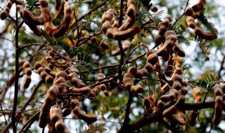 酸豆的种植方法（酸豆的种植方法和技术）