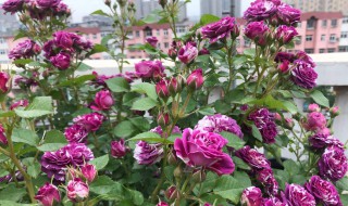 硫酸亚铁适合浇什么花（硫酸亚铁适合浇什么花比例）