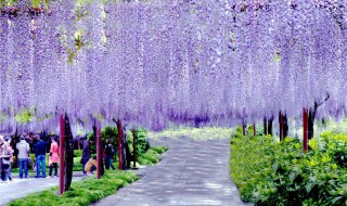 紫藤花花语 紫藤花语歌曲原唱