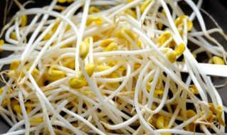 豆芽菜保存的方法 芽菜怎样保存