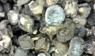 晒制干香菇的方法 如何晒干香菇