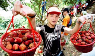 摘水果的最佳方法（摘水果的最佳方法图片）