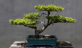 盆景根的种植方法 盆景养根方法