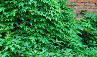 长青草的扦插方法（长青藤的扦插方法和管理）