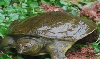 钓甲鱼的最佳方法 钓甲鱼怎样钓