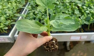 西瓜子种植的方法（西瓜子怎么种植方法）