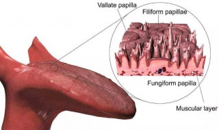 刮舌苔最简单的方法（刮舌苔器的正确方法）