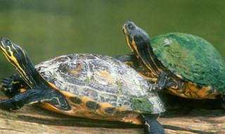 乌龟正确的饲养方法 乌龟正确的饲养方法视频