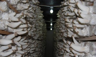 蘑菇菌种的配制方法 蘑菇菌种的配制方法是