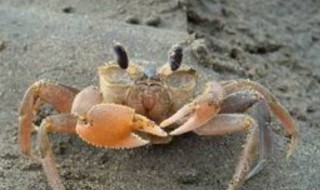 钓沙蟹的最佳方法（沙蟹怎么钓）