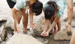 捉泥鳅的简易方法（捉泥鳅最简单的方法）