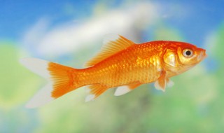 鱼缸的风水（鱼缸的风水讲究）