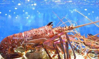 大龙虾的洗涤方法