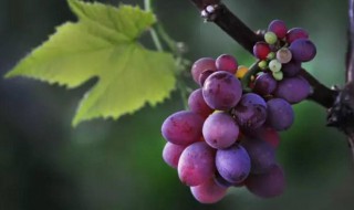 采摘葡萄最简单方法 采摘葡萄最简单方法视频