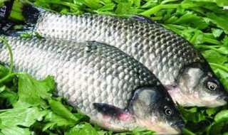 钓鲫鱼的最简单方法（钓鲫鱼的最简单方法图解）