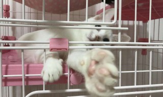 猫咪托运怎么解决吃饭 猫咪托运之后不吃东西怎么办