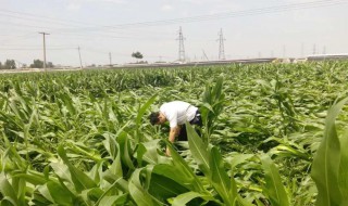 玉米怎么防止台风倒伏 玉米怕台风吗