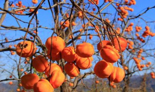 吃完柿子喝酸奶会中毒吗（吃完柿子喝酸奶会中毒吗视频）