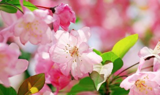 送老师送什么花（送老师送什么花比较好）