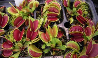 什么植物驱蚊效果好 什么植物驱蚊效果好?