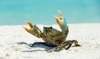 海蟹怎么保存新鲜 新鲜的海蟹怎么保存