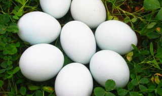 生的鹅蛋怎么保存 生鹅蛋怎么保存时间