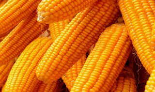 炒玉米粒怎么保存 玉米粒怎样炒着吃