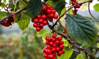 酸五味子的功效与作用 五味子酸是什么