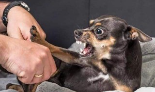 儿童被狗咬了怎么处理 小孩被幼狗咬了怎么办