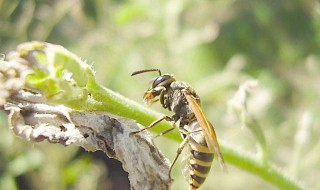 被大黄蜂蛰了怎么处理（被大黄蜂蛰了怎么处理多久才会没事）