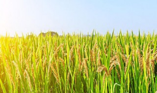 农作物有哪些（秋天成熟的农作物有哪些）