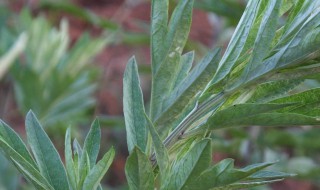 用艾草泡脚有什么好处 艾草水泡脚有什么功效和作用
