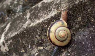 雨后蜗牛为什么爬到水泥墙上 雨后蜗牛为什么爬到水泥墙上面