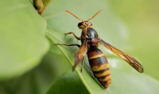 被马蜂咬了怎么处理 马蜂咬了一口怎么处理